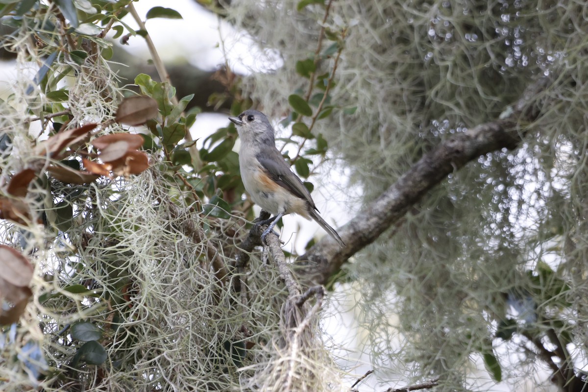 Tufted Titmouse - ML641764112