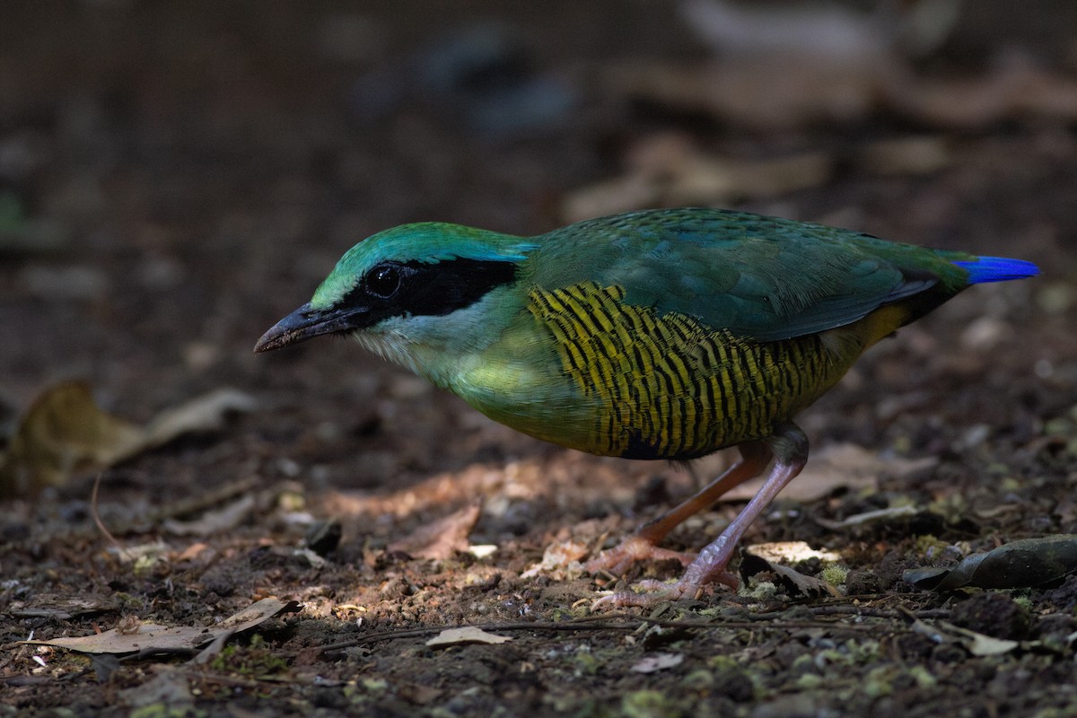 Bar-bellied Pitta - ML641764149