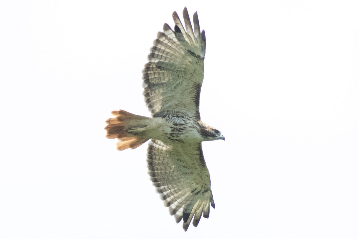 Red-tailed Hawk (borealis) - ML641764155