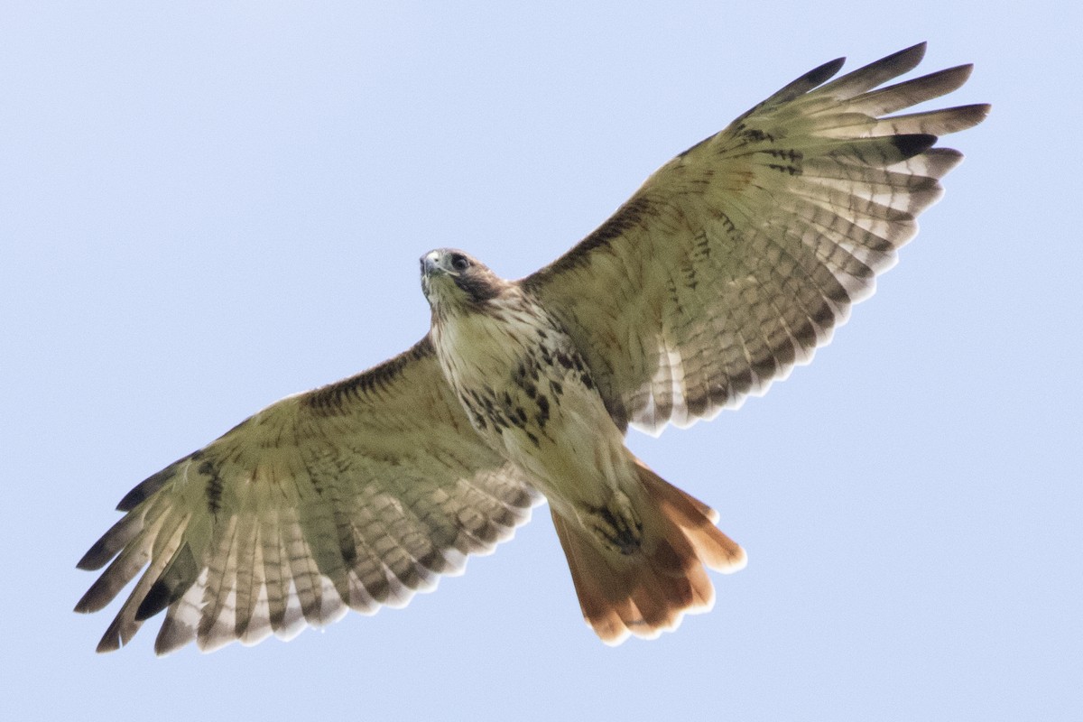 Red-tailed Hawk (borealis) - ML641764156