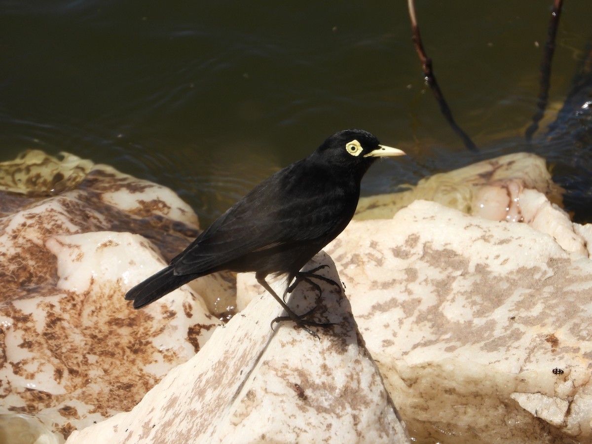 Spectacled Tyrant - ML641764181