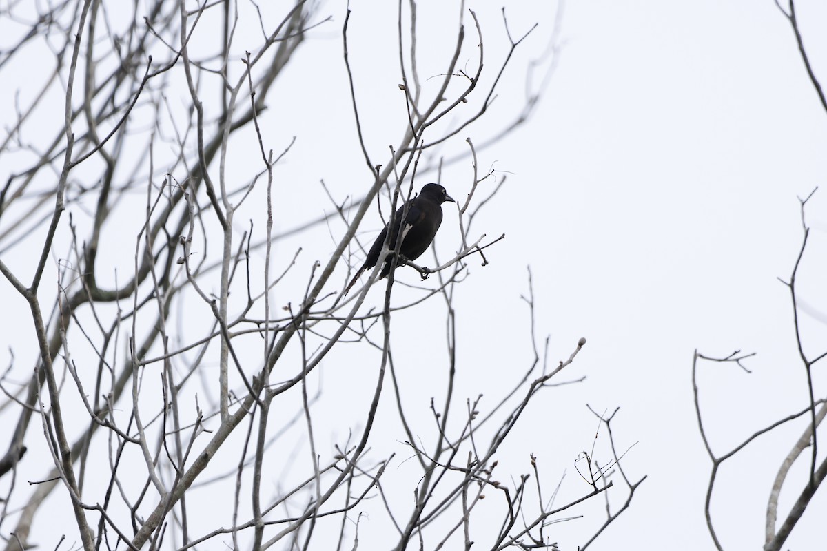 Common Grackle - ML641764182