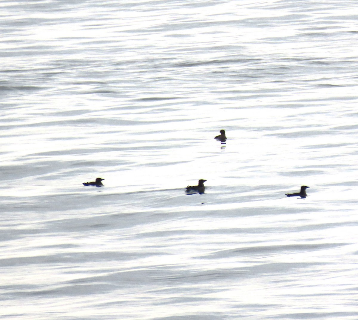 Rhinoceros Auklet - ML641764191