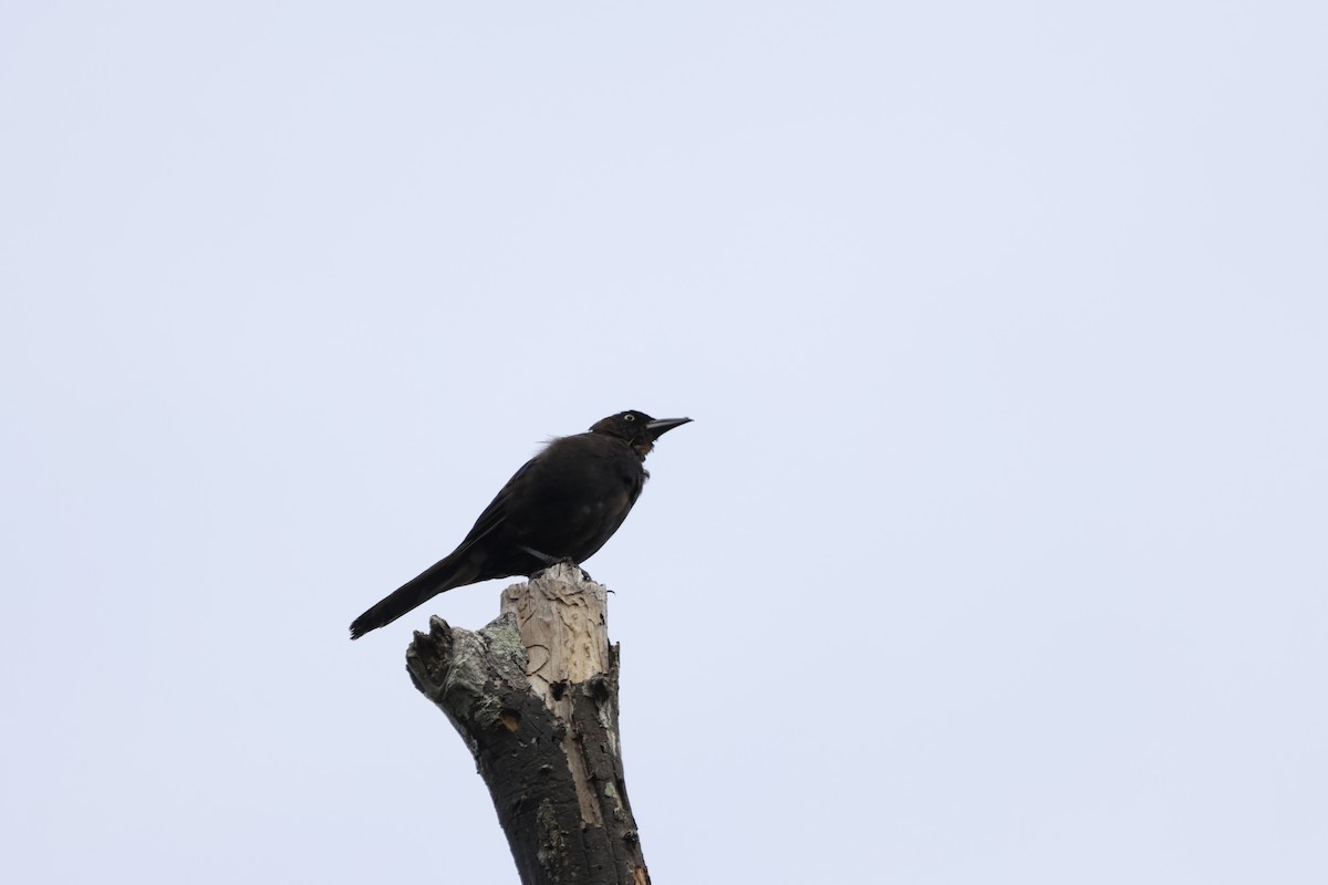 Common Grackle - ML641764215
