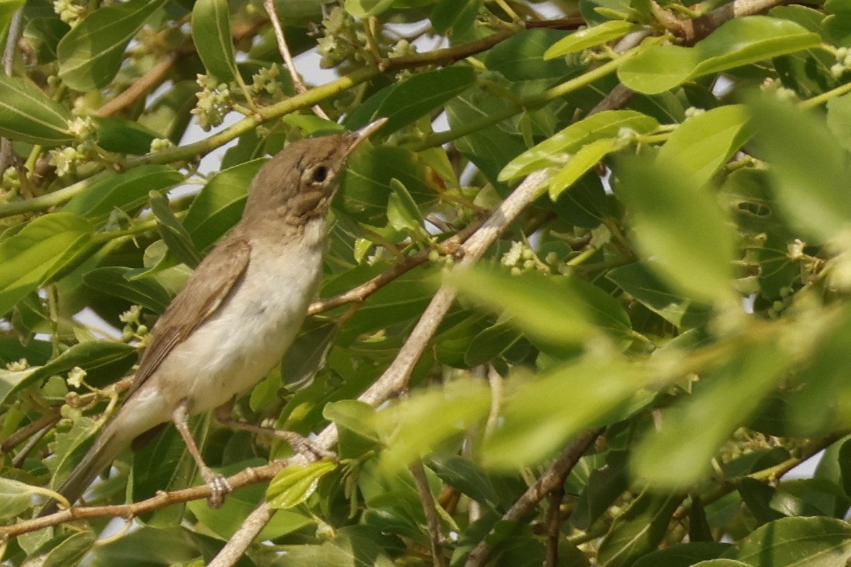 Eastern Olivaceous Warbler - ML641764218