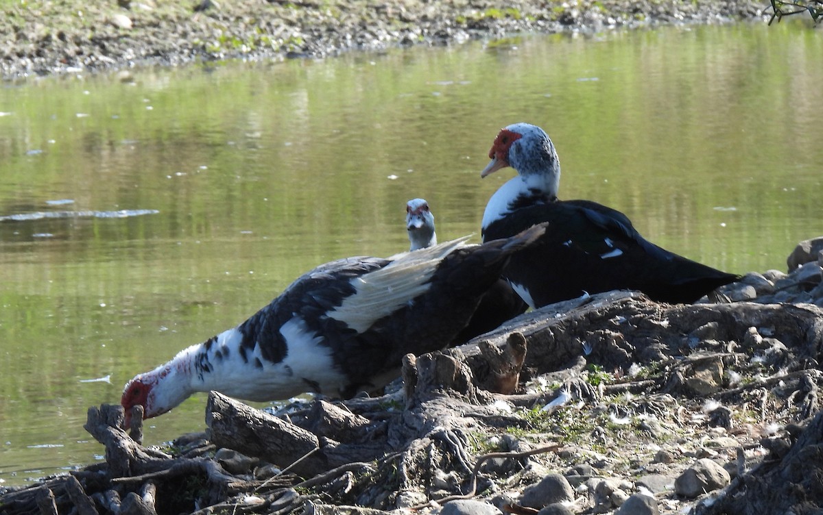 Canard musqué (forme domestique) - ML641764223