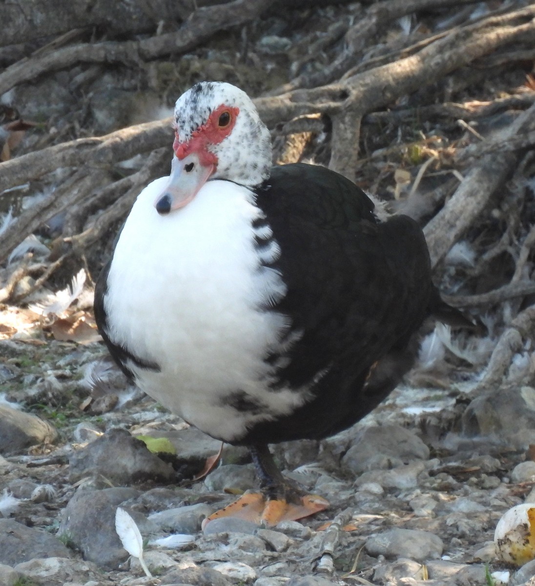 Canard musqué (forme domestique) - ML641764224