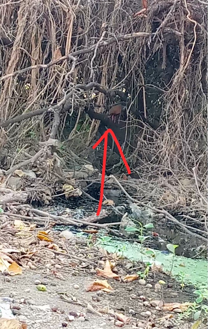 Gray-cowled Wood-Rail - ML641764228