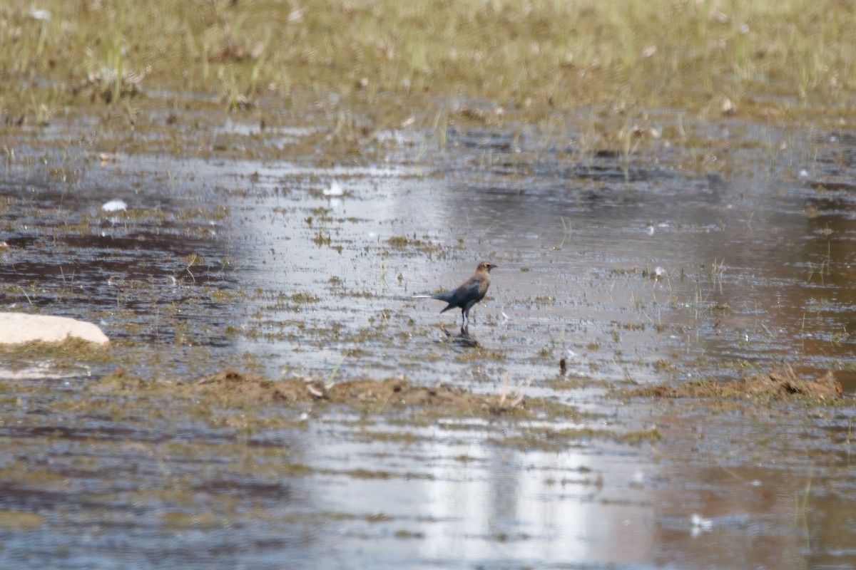 Rusty Blackbird - ML641764260