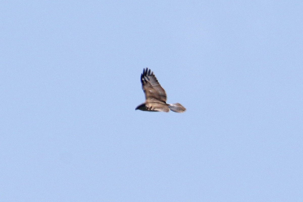 Ferruginous Hawk - ML641764265
