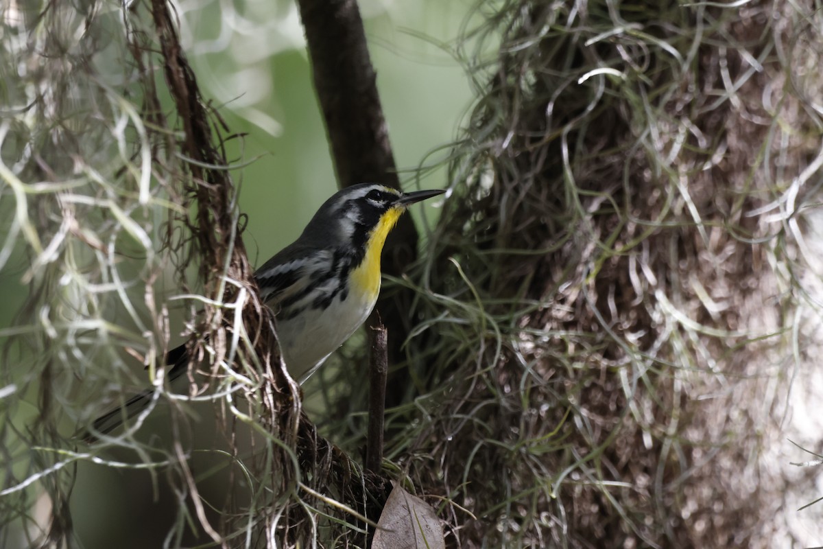 Yellow-throated Warbler - ML641764270
