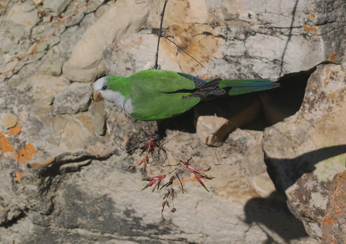 Monk Parakeet (Cliff) - ML641764279