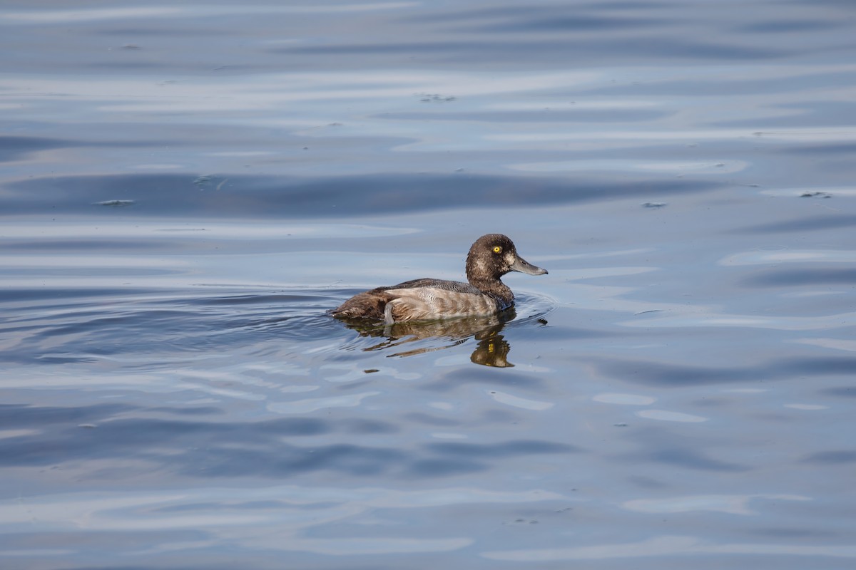 Greater Scaup - ML641764294