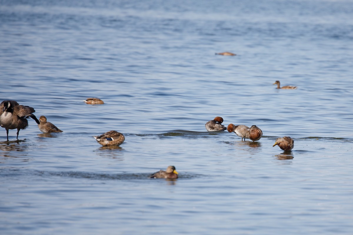 Redhead - ML641764298