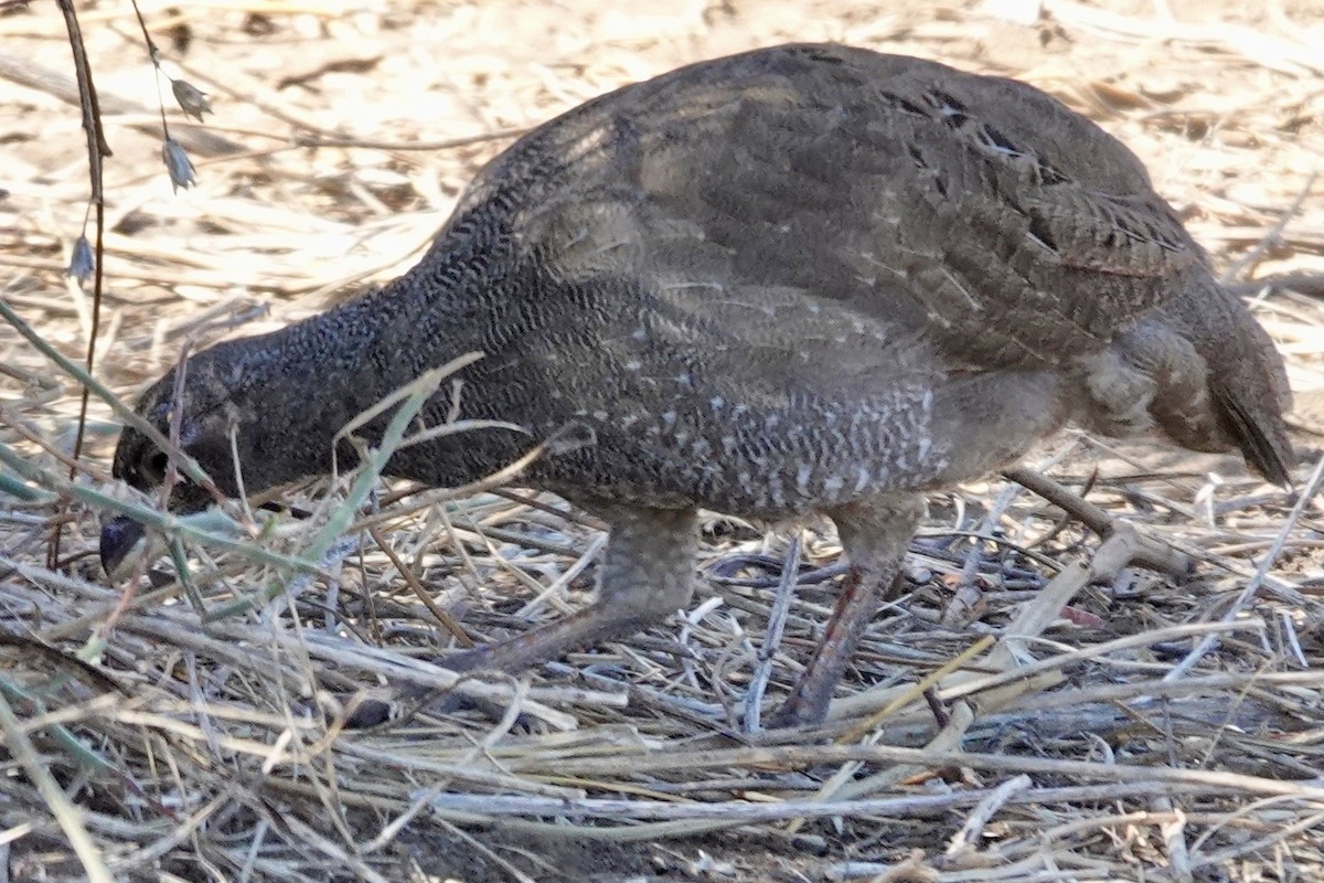 Red-billed Spurfowl - ML641764300