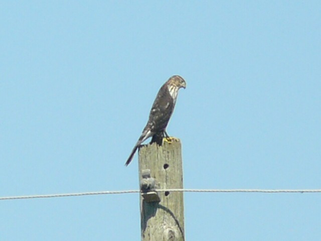 Cooper's Hawk - ML641764303
