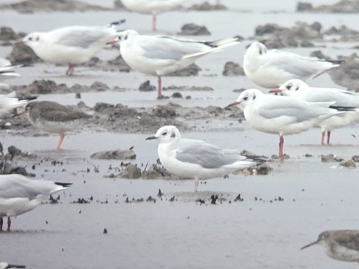 Bonaparte's Gull - ML641764305
