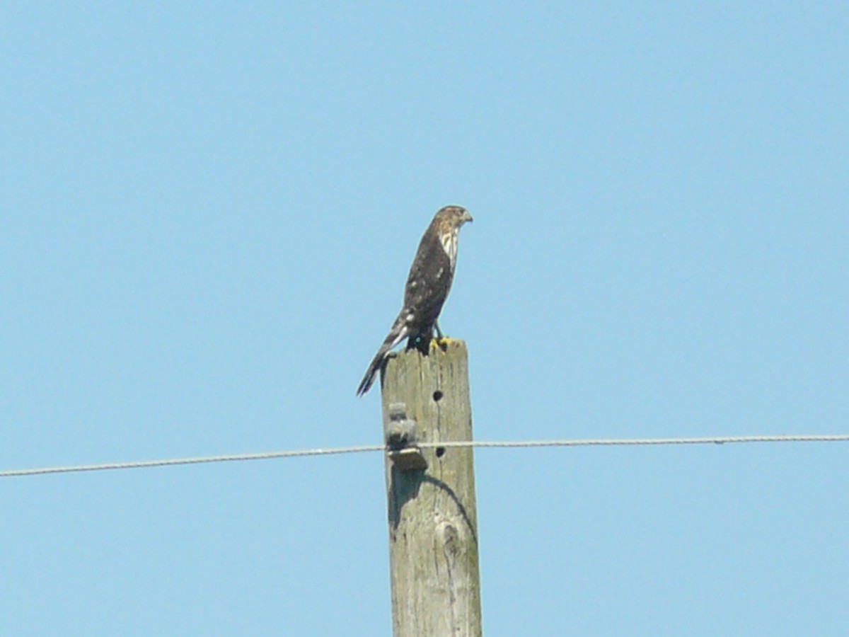 Cooper's Hawk - ML641764308