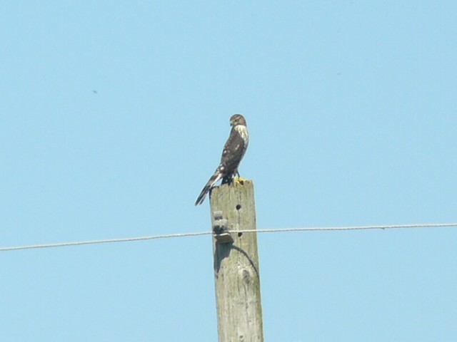 Cooper's Hawk - ML641764315