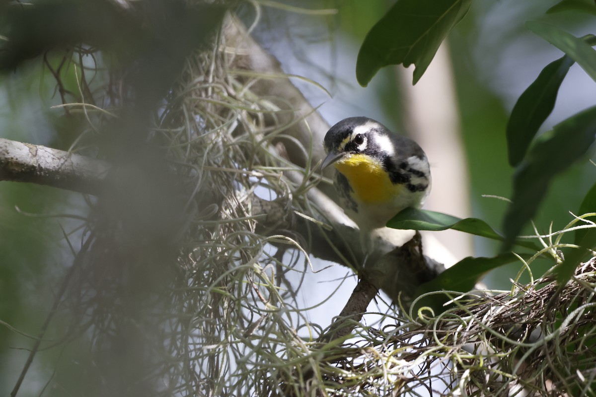 Yellow-throated Warbler - ML641764316