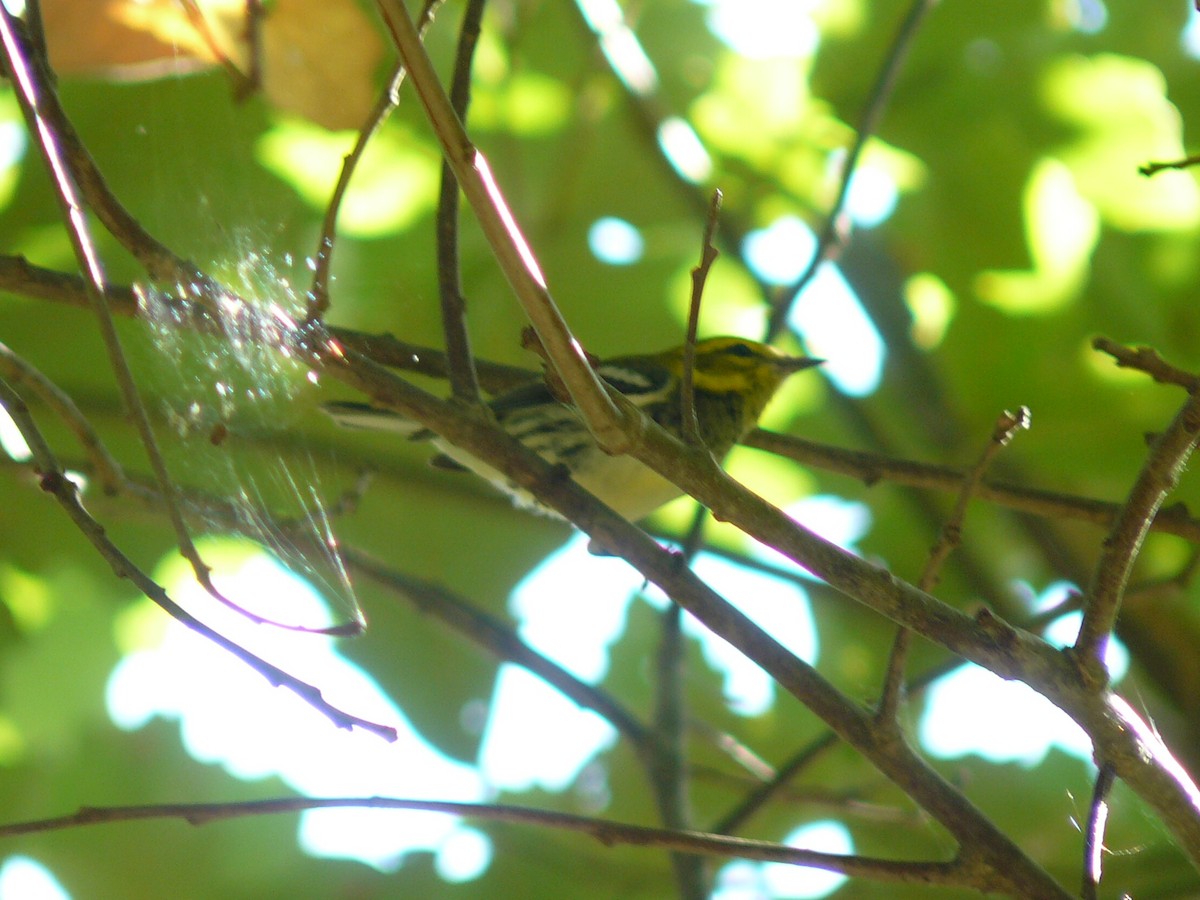 Black-throated Green Warbler - ML641764318