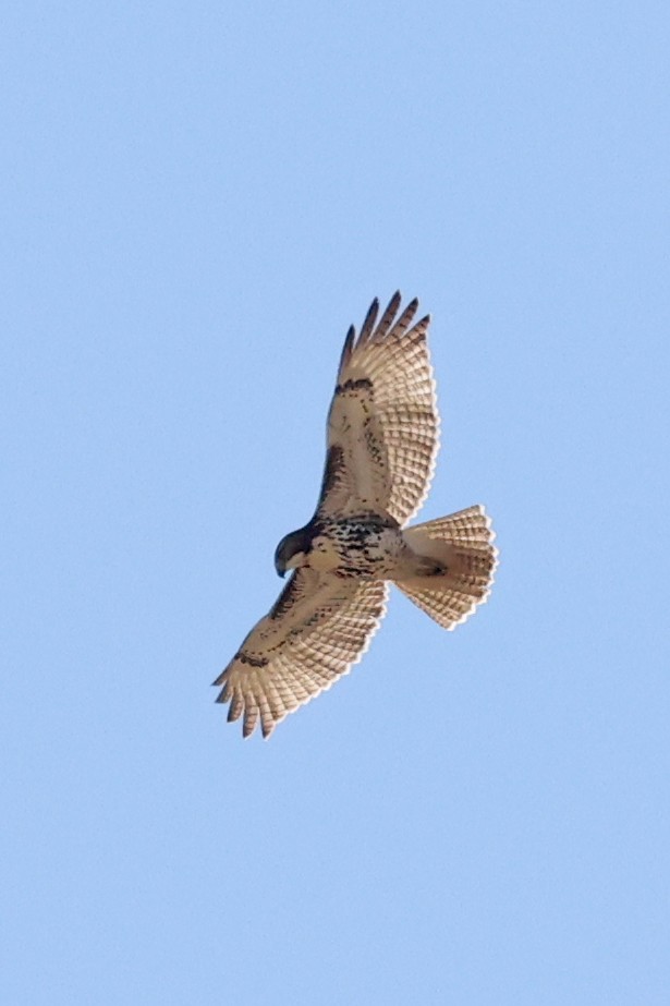 Red-tailed Hawk - ML641764370