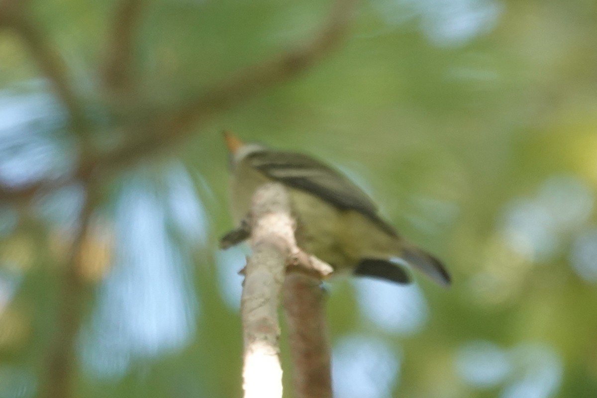 Hammond's/Dusky Flycatcher - ML641764392