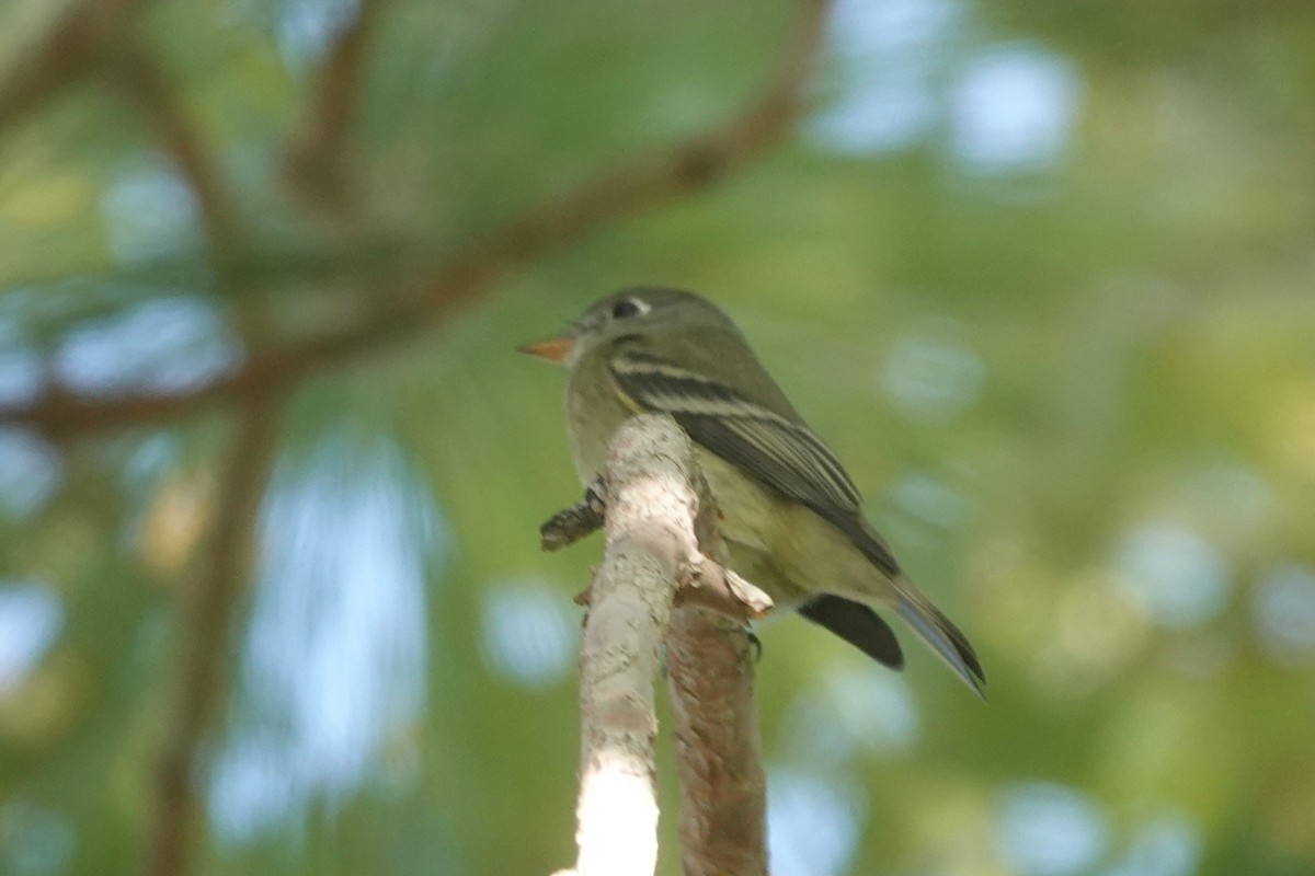 Hammond's/Dusky Flycatcher - ML641764393
