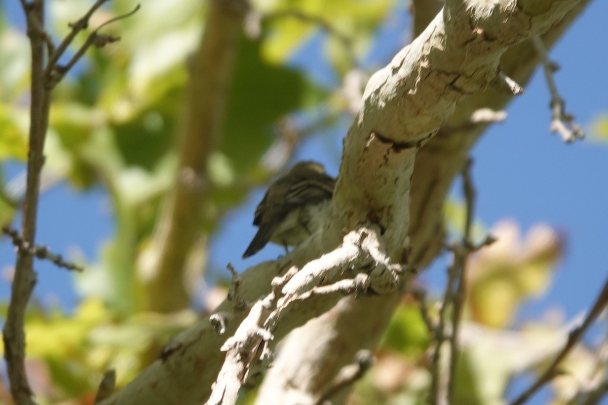Hammond's/Dusky Flycatcher - ML641764394