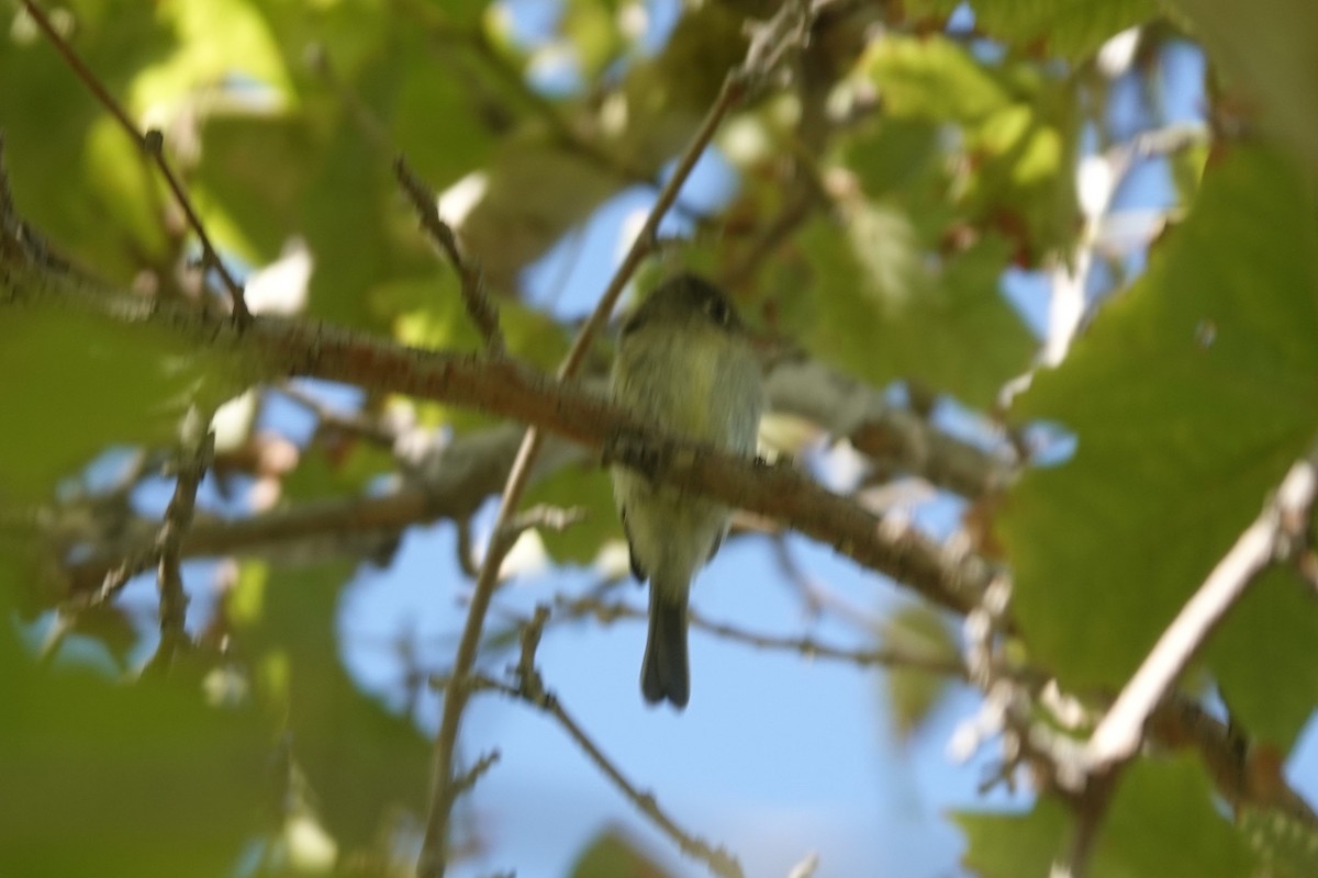 Hammond's/Dusky Flycatcher - ML641764395