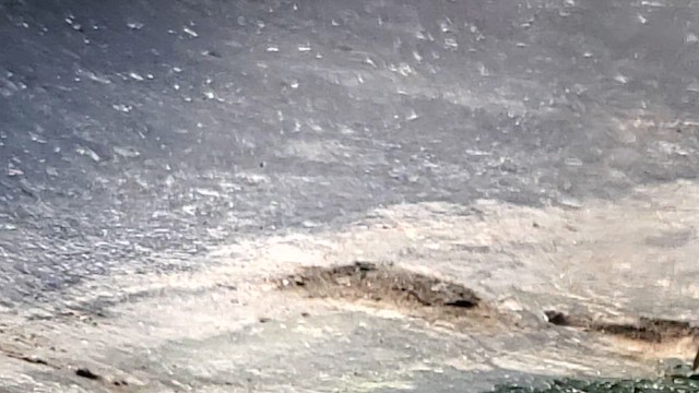 Гурвалж элсэг - ML641764396