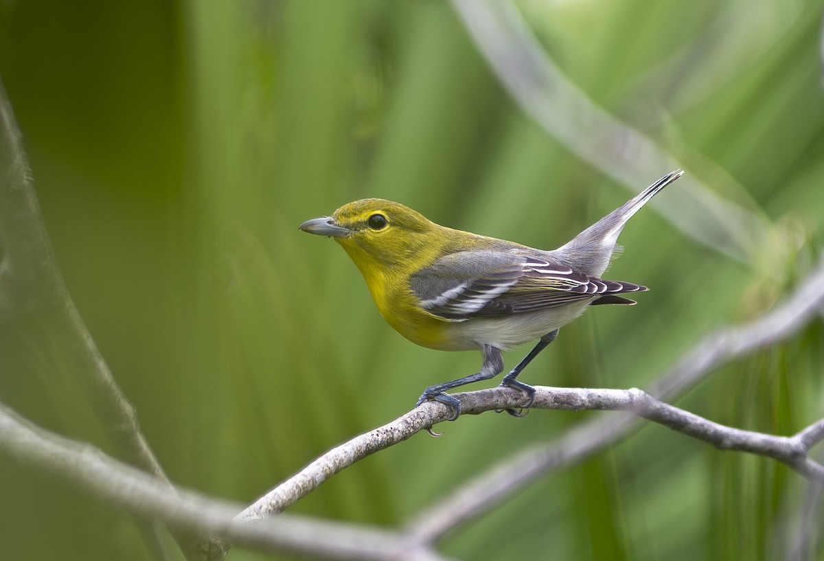 Yellow-throated Vireo - ML641764408