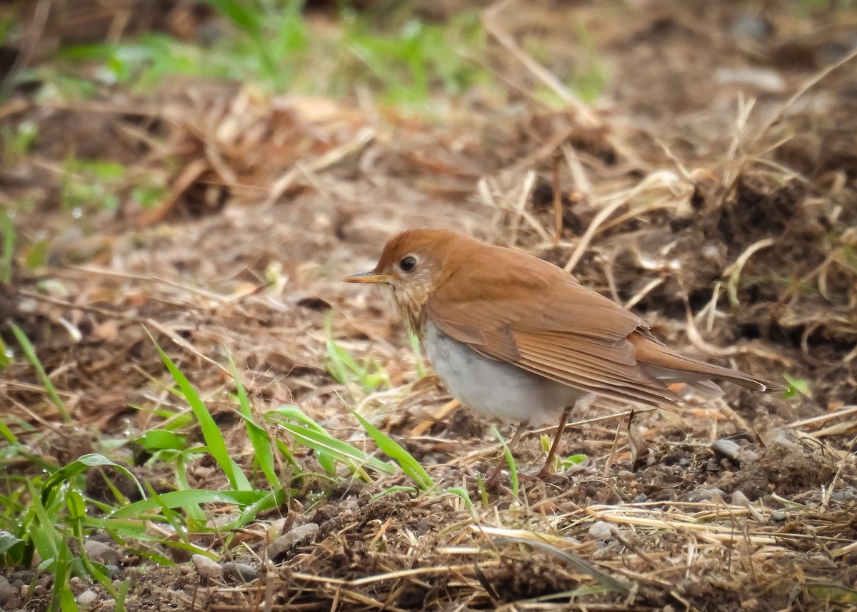 Veery - ML641764469