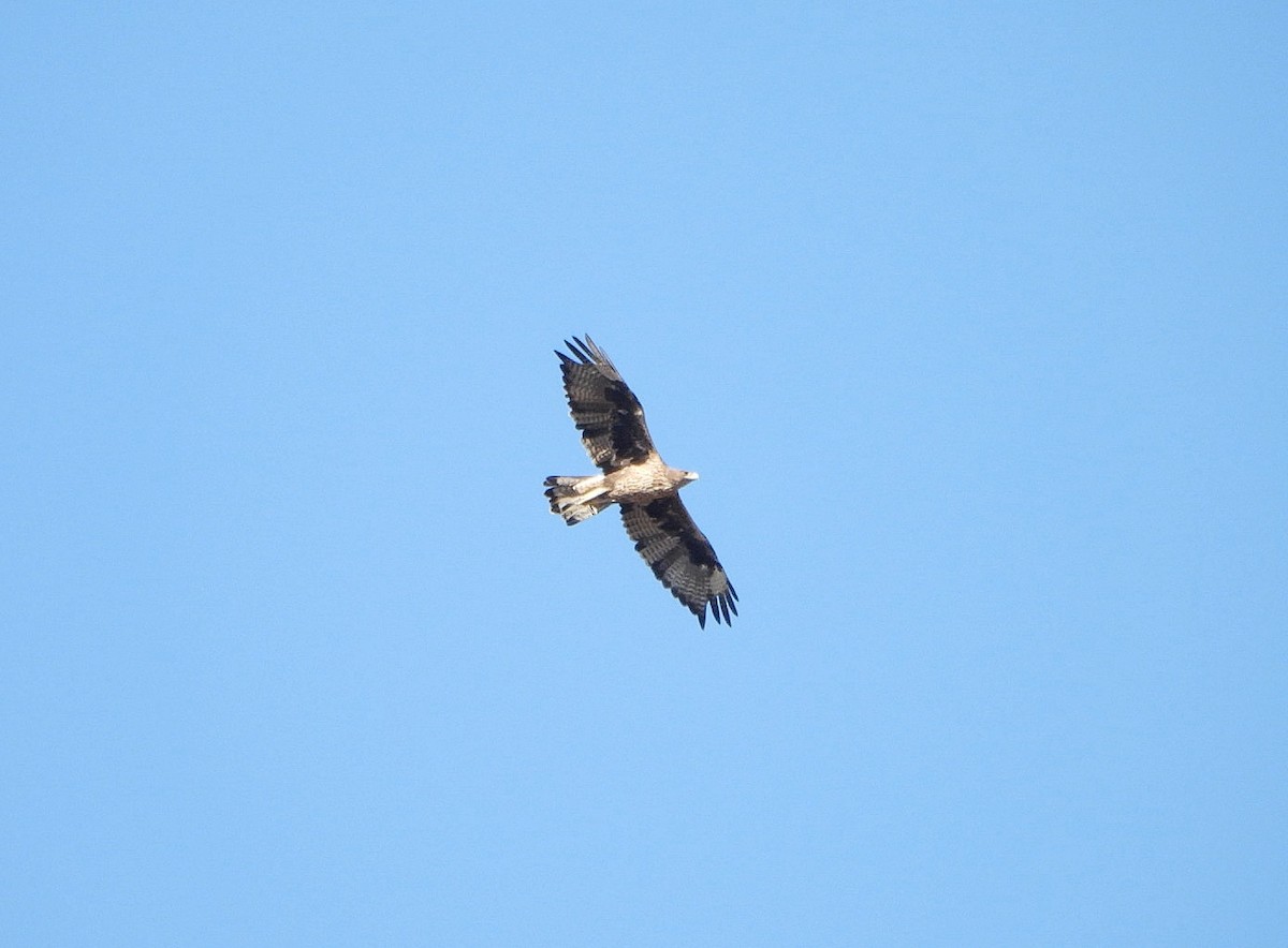 Bonelli's Eagle - ML641764472