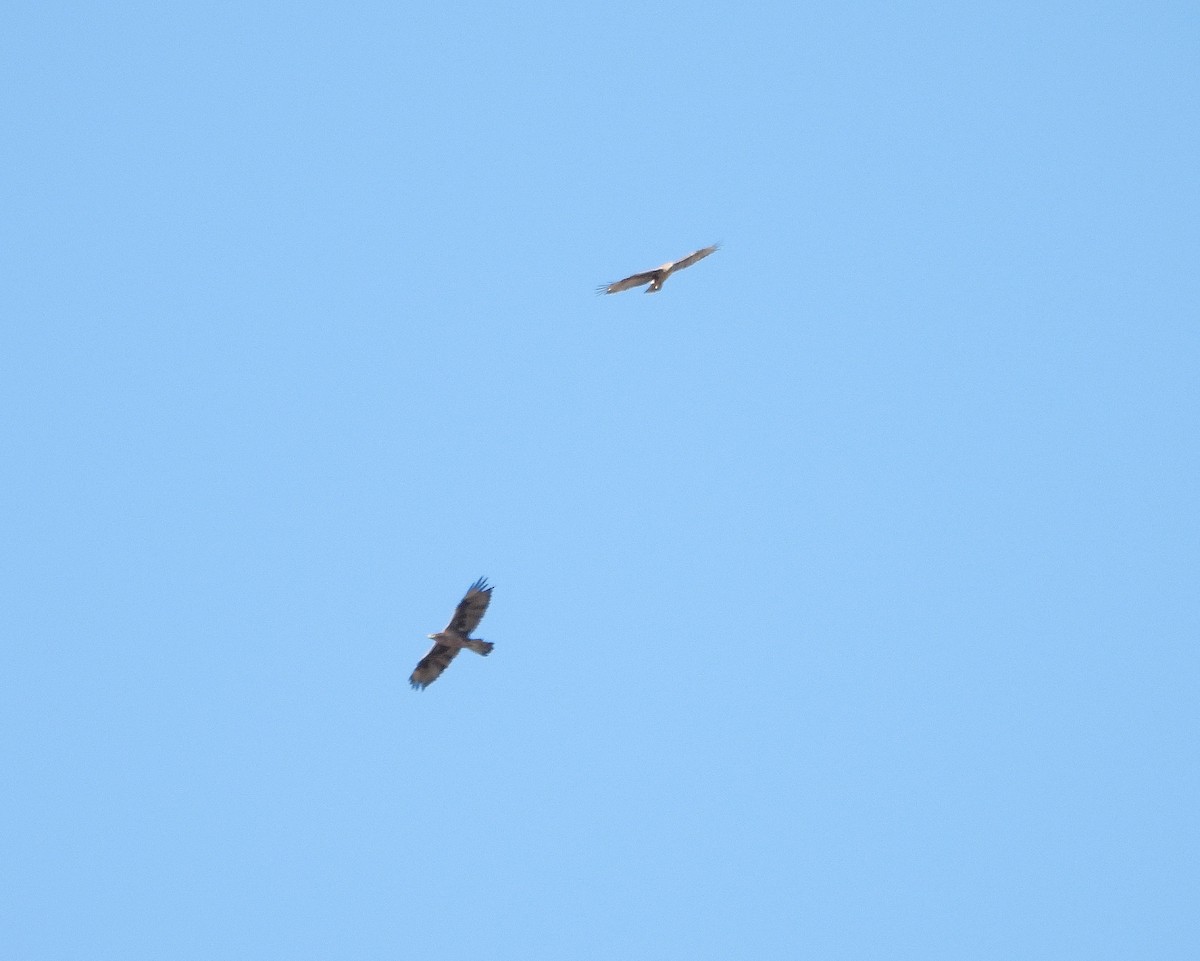 Bonelli's Eagle - ML641764483