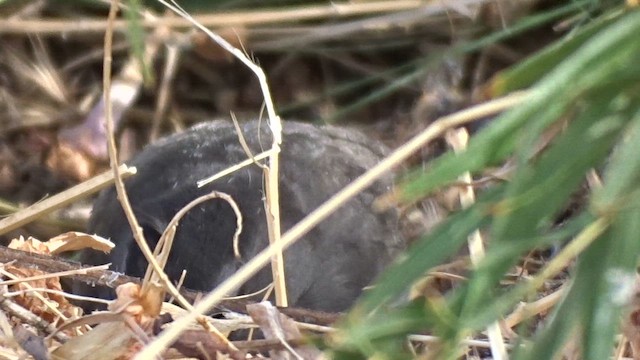 kattespottefugl - ML641764487