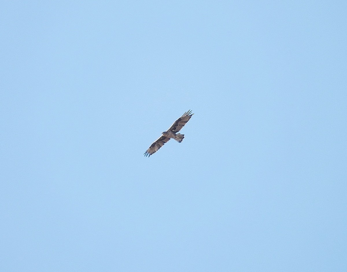 Bonelli's Eagle - ML641764503