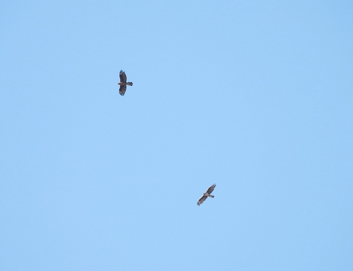 Bonelli's Eagle - ML641764523