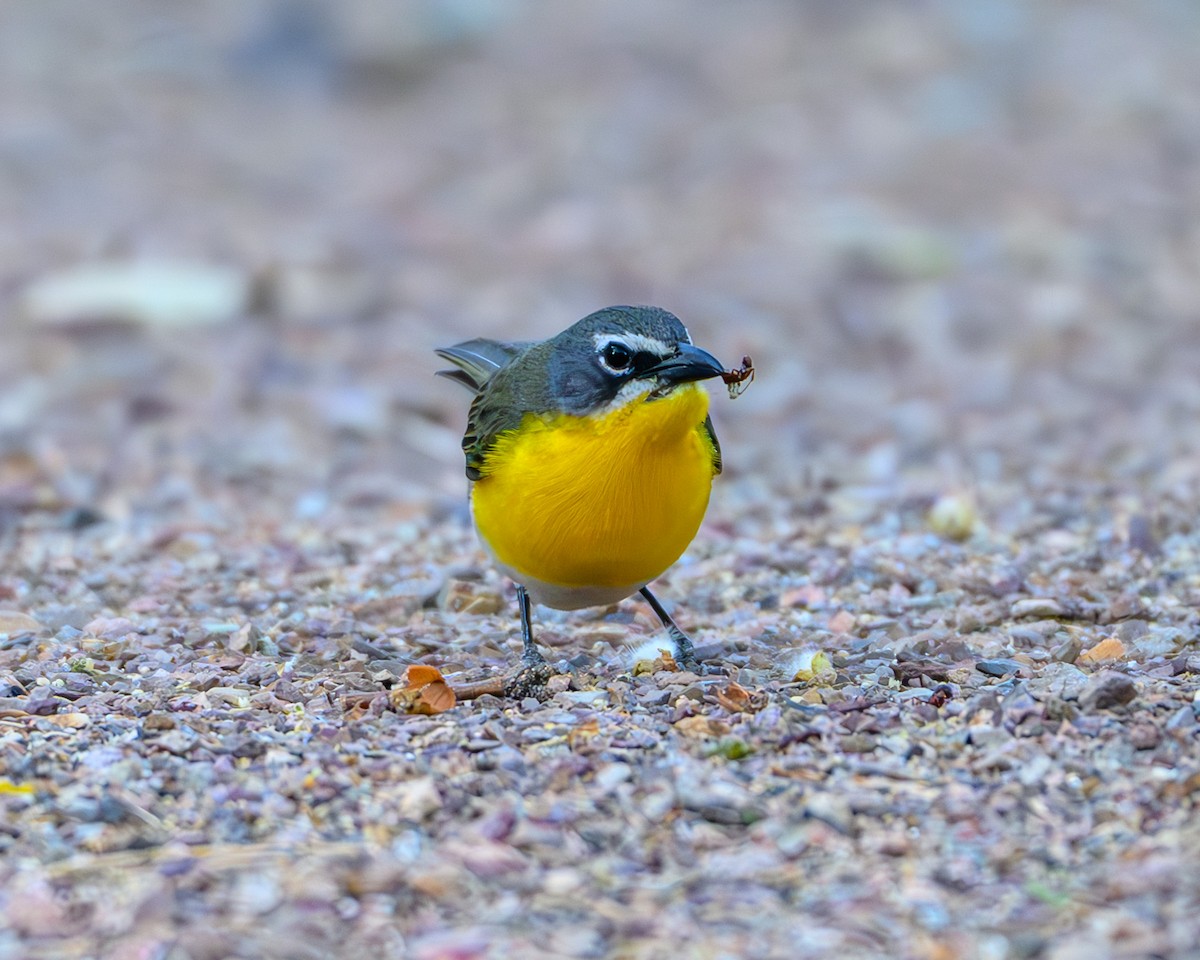 Yellow-breasted Chat - ML641764527