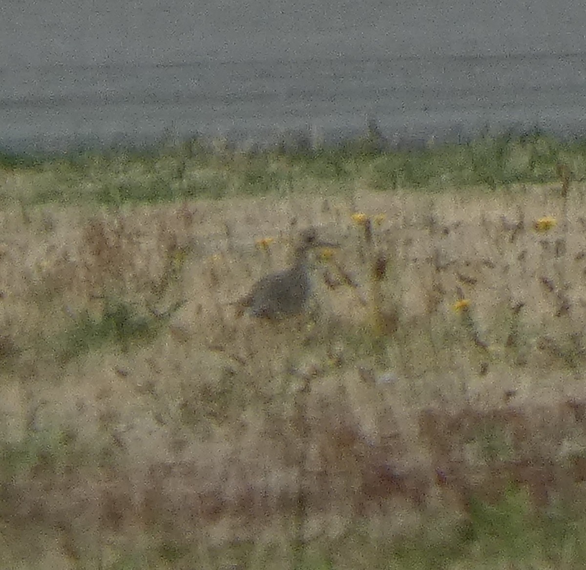 Upland Sandpiper - ML641764537