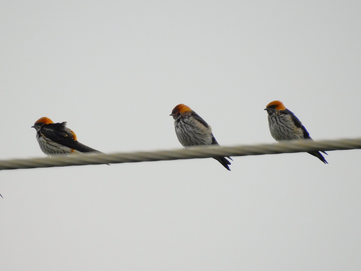 Lesser Striped Swallow - ML641764543