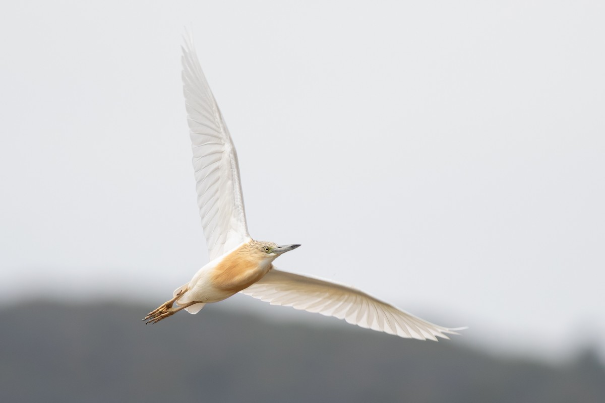 Squacco Heron - ML641764566