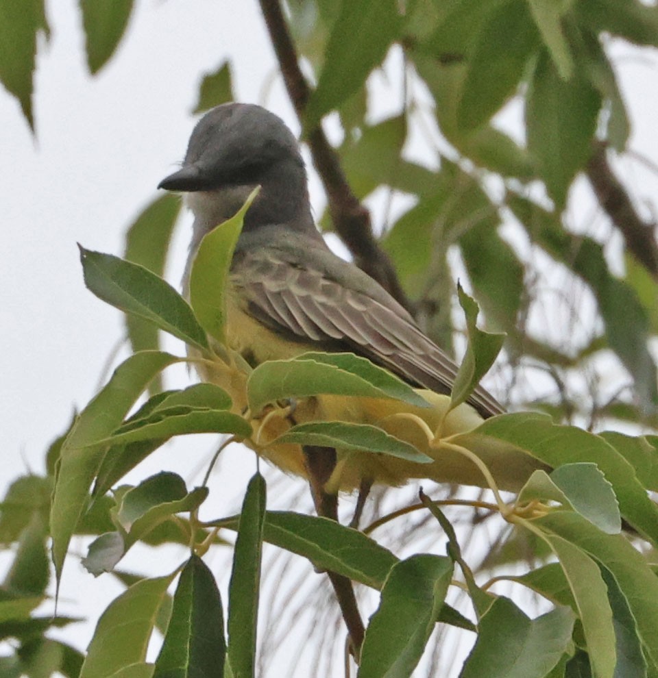 Cassin's Kingbird - ML641764577
