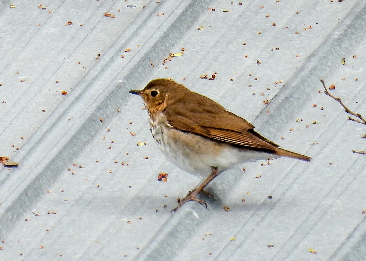 Swainson's Thrush - ML641764583