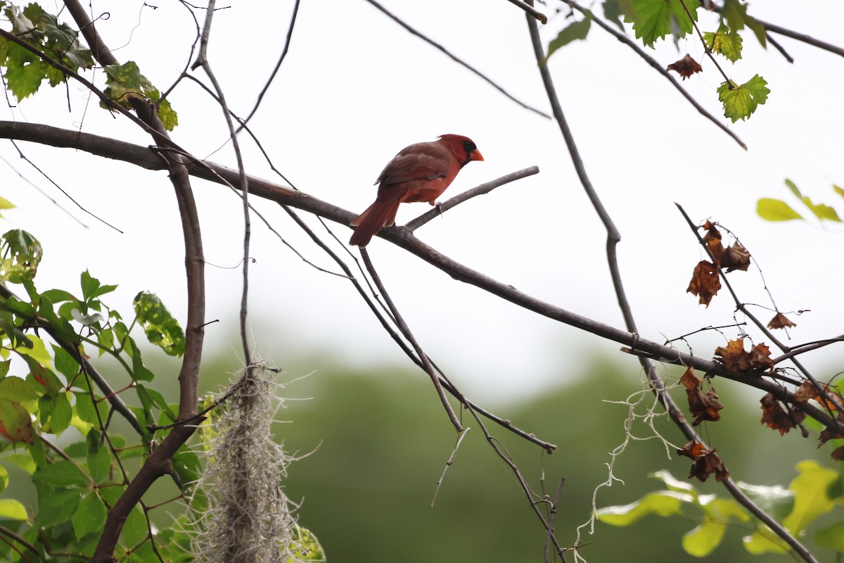 Northern Cardinal - ML641764606
