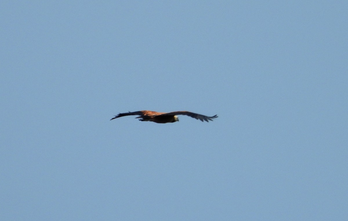 Black-collared Hawk - ML641764635