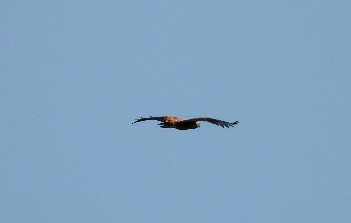 Black-collared Hawk - ML641764636