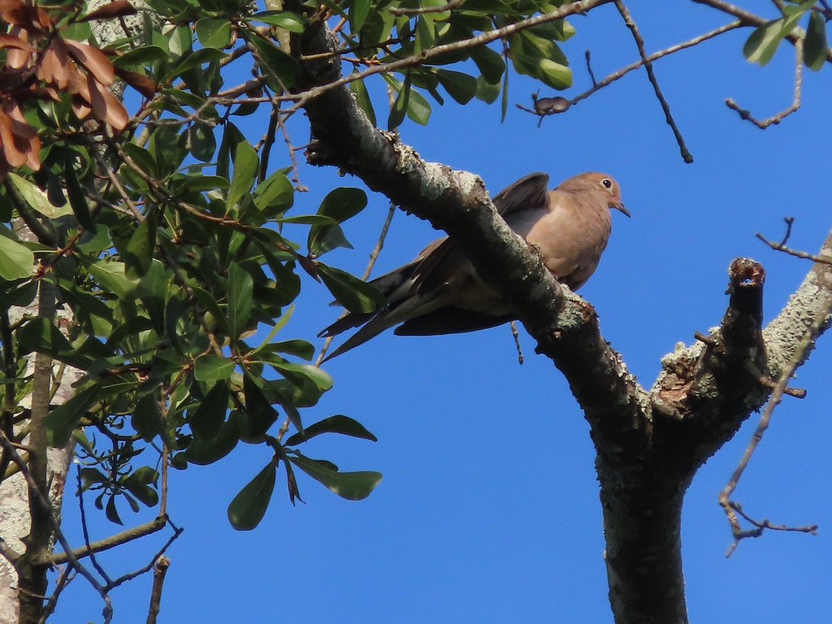 Mourning Dove - ML641764649