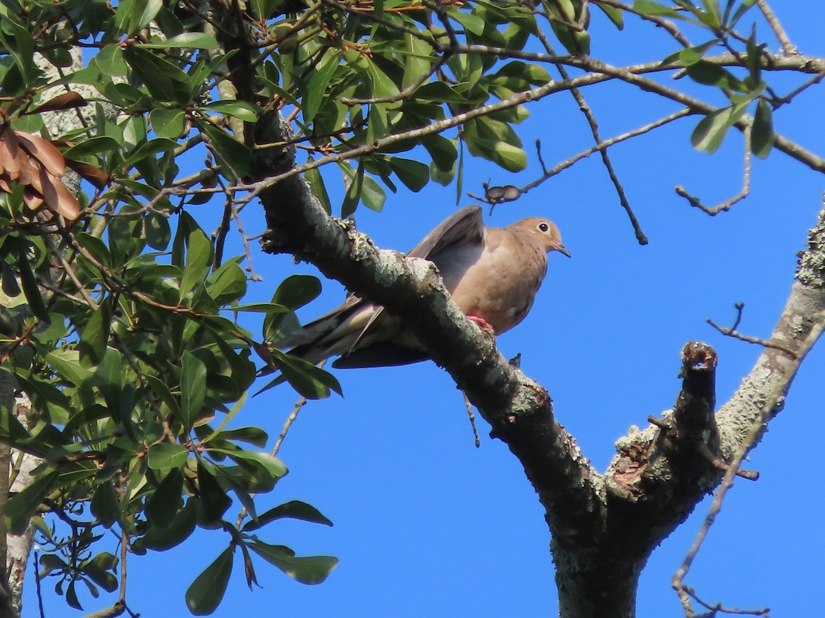Mourning Dove - ML641764650