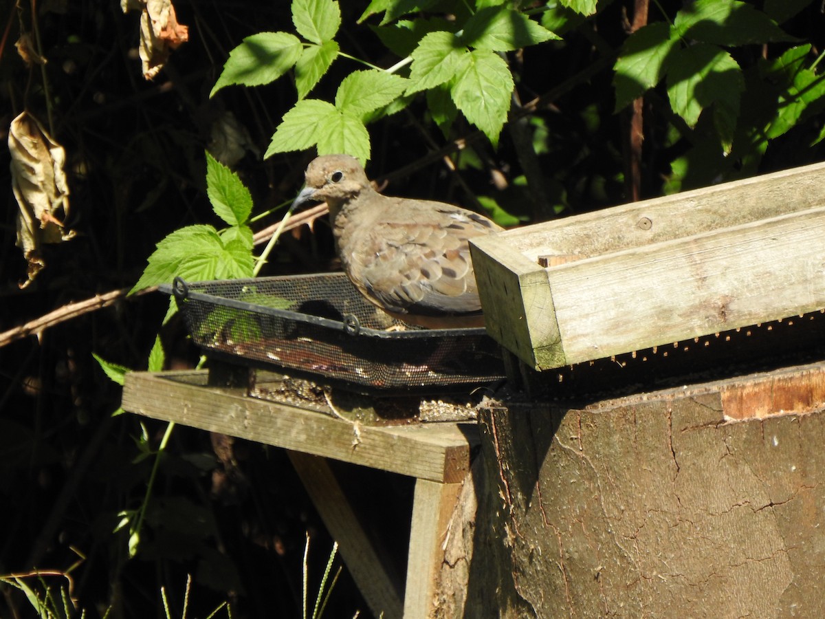 Mourning Dove - ML641764656